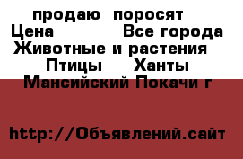 продаю  поросят  › Цена ­ 1 000 - Все города Животные и растения » Птицы   . Ханты-Мансийский,Покачи г.